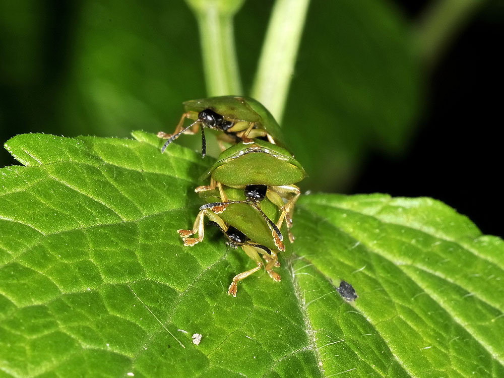 Cassida viridis? (chrysomelidae) prove di equilibrismo